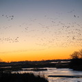 Sandhills flying over the Platte River at Sunset